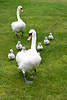 43578_Schwäne Familie Vogelfoto Marsch auf Graswiese in Bild Küken Altvögel Landspaziergang