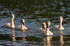 Schwanenjungen graue Vogelküken in Wasser schwimmende Seevögel Tierbilder