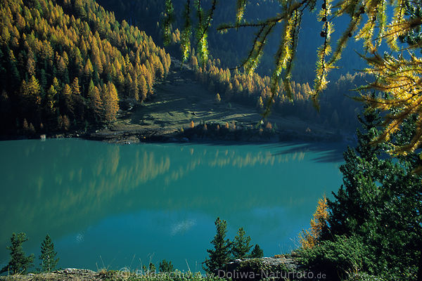 Sdtirol Bergsee Grnwasser, stille Naturidylle, Zufrittsee ruhige Seetafel, gelbgrner Kieferwald