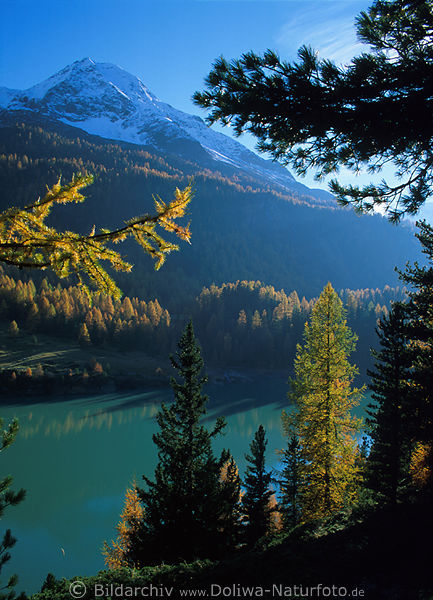 Zufrittsee romantische Natur, Herbst Berglandschaft, Lrchen Buntfarben, Grnwasser, blaue Bergspitzen