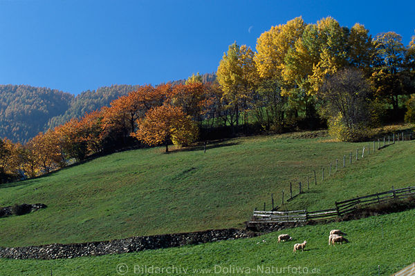 Almbume Herbstfarben Sdtirol Martelltal Bergwiese Schafe Mond am Blauhimmel