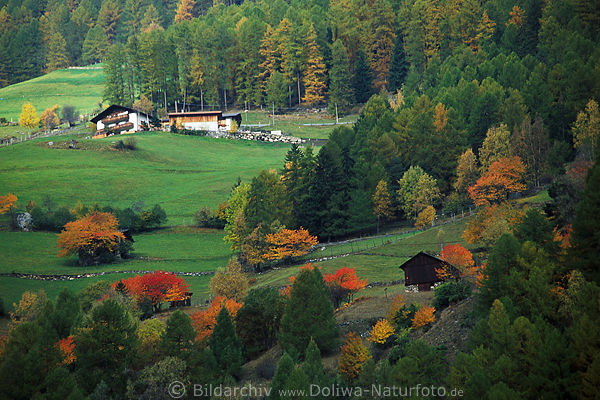 Sdtirol Bauernhof Steilwiese Bergidylle am Lrchenwald Farm hoch im Martelltal bunte Herbstfarben