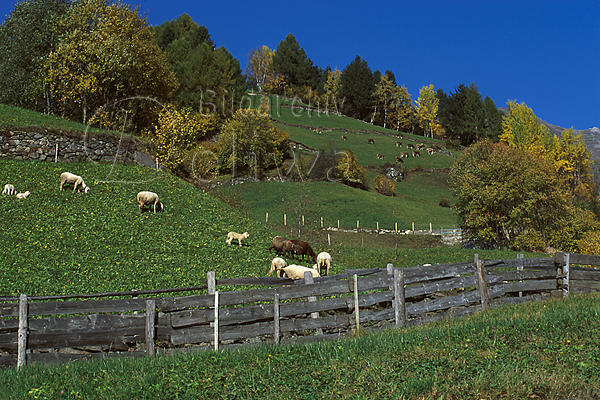 Berghang Weide Schafe Khe Herbst Grnwiese Alpen Landwirtschaft Martelltal