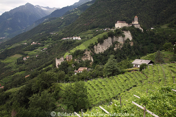 Meran Schlsser, Burge Foto Berghang Rebstcke bei Algund / Dorf Tirol grne Alpenlandschaft