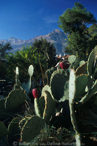Meran Tirolersteig subtropische Sdflora: Kakteen Bergblick am Sdhang Kchelbergs