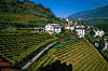 0788_Meran Weingärten-Terrassen Villen Reisebild in Südtirols warmen Sonne Rebstöcke Blick vom Pulverturm