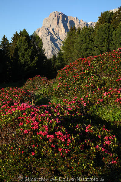 Almrosen Bltenfeld Naturfoto SeiserAlm Bergblumenblte vor Dolomiten Langkofel Felsen