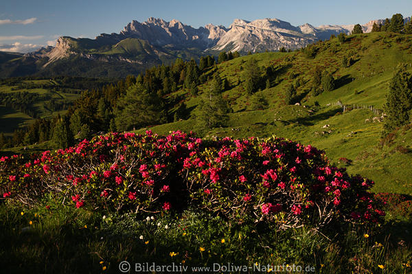 Alpenrosen Wildblumenblte Naturfoto vor Geislerspitzen SeiserAlm Bergpanorama