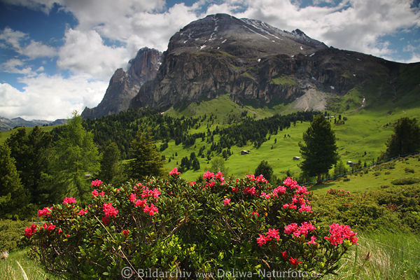 Plattkofel Alpenrosen Berge Naturfoto SeiserAlm Wildblumenblte Landschaftbild