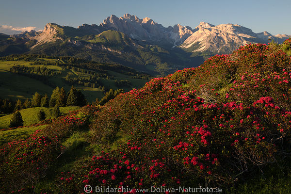 SeiserAlm Alpenrosenblüte Dolomiten Natur Romantik Berglandschaft Panorama Abendlicht