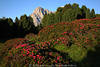 1101778_Alpenrosen Blütenfeld Fotoaufnahme SeiserAlm rostrote Wildrosen Dolomiten Naturblüte vor Felsen Langkofel