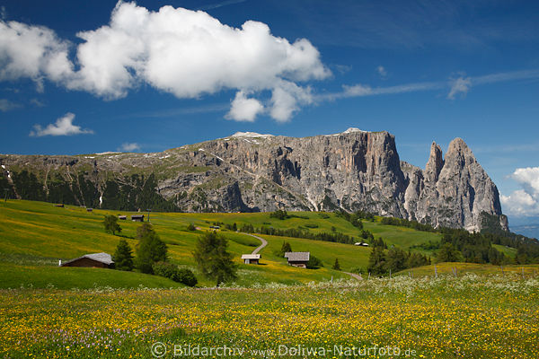 Schlern Dolomiten Bergpanorama Naturfoto SeiserAlm romantische Blumenwiese
