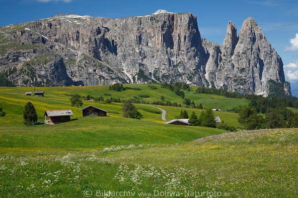 SeiserAlm Grnwiesen Berglandschaft Schlern Wildblumenblte Naturbild vor Felspanorama
