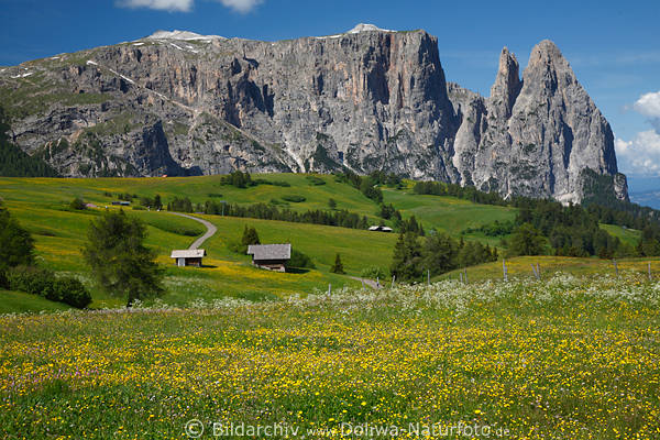 Dolomiten Almpanorama Schlern Seiser Wiesen Blumenblte Naturbilder Romantik Berglandschaft