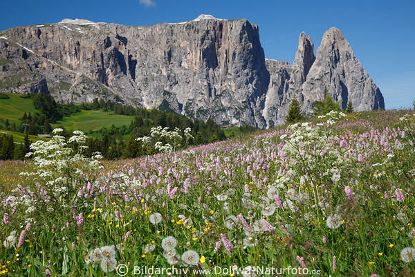 Dolomiten Frühlingsblüte SeiserAlm Knöterich Naturflora Wildblumenfeld vor Schlern Bergpanorama