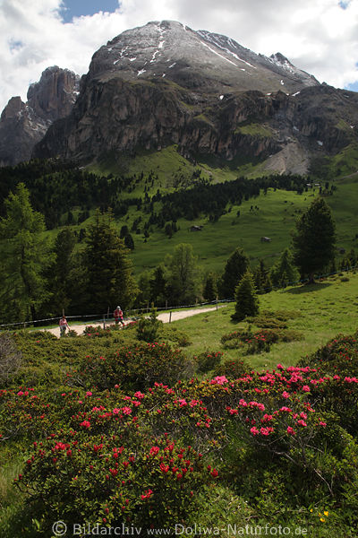 Plattkofel Rosenweg Foto Dolomiten Wanderer unter Gipfel auf SeiserAlm