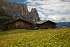1101232_Seiser Almwiese Landschaftsfoto Wildblumen Flora Frühlingsblüte an Berghütten vor Schlern Felsen