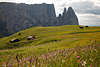 1101268_Seiseralm Bergwiesen Landschaftsfoto Hütten Blumenblüte vor Dolomiten Schlern-Panorama Naturbild