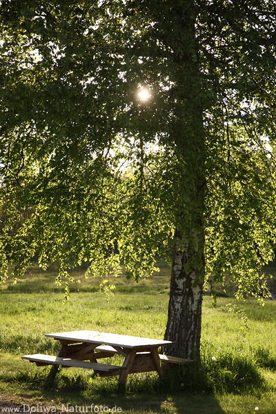 Grnbaumbltter Birkenstamm Sitzbank Frhling-Sonne Gegenlicht