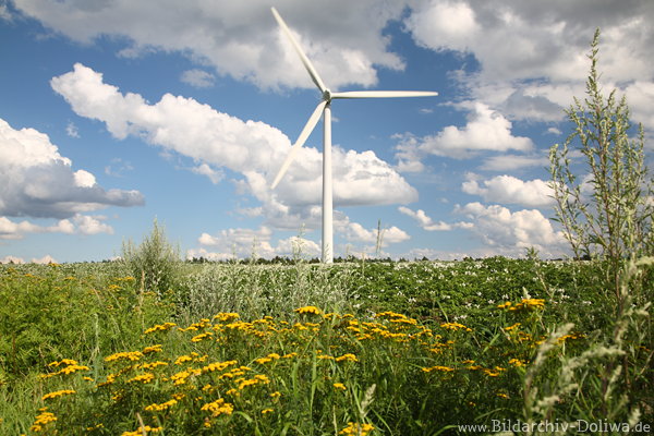 Frhling-Grnfeld um Windrand Ackerfeldblten Frhjahrsfrische Wolkenstimmung