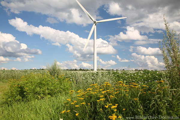 Grnfeld Ackerblten um Windrand verwehte Wolken