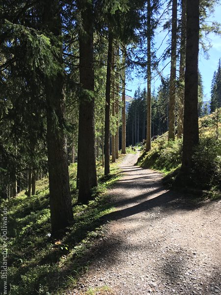 Berghang-Waldpfad Naturfoto Hochbume Stmme Allee in Seitenlicht romantisches Bild
