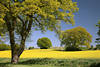 Frühling-Grünbäume über Rapsfeld-Gelbblüte