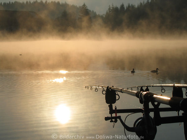 Goldnebel über See Angeln-Routen Enten Wasser Naturbild Nebelschwaden  Waldblick Landschaftsbild
