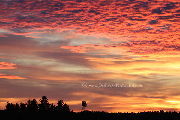 Jagdkanzel Bild am Wald-Horizont in Baumspitzen vor Himmel in Rotwolken Romantik Naturschauspiel