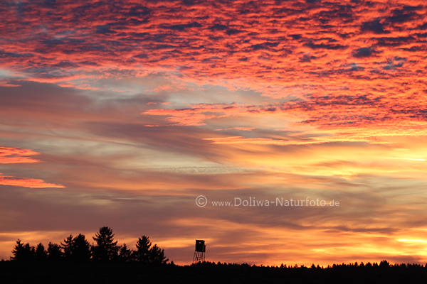 Jagdkanzel Bild am Wald-Horizont in Baumspitzen vor Himmel in Rotwolken Romantik Naturschauspiel