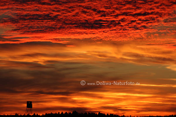 Himmelsglhen der Rotwolken Naturbild ber Jagdkanzel Silhouette Abendstimmung grelle Farben
