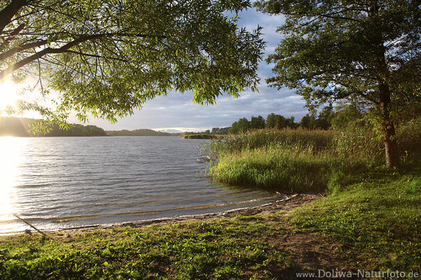 Seeufer Lichtstimmung grne Natur Wasser Sonnenuntergang