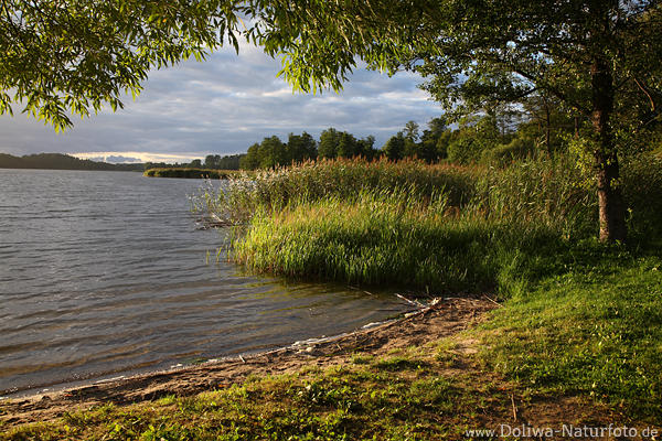 Seeufer Lichtstimmung grne Natur Landschaft Wasser Schilf Bume Romantik Natur