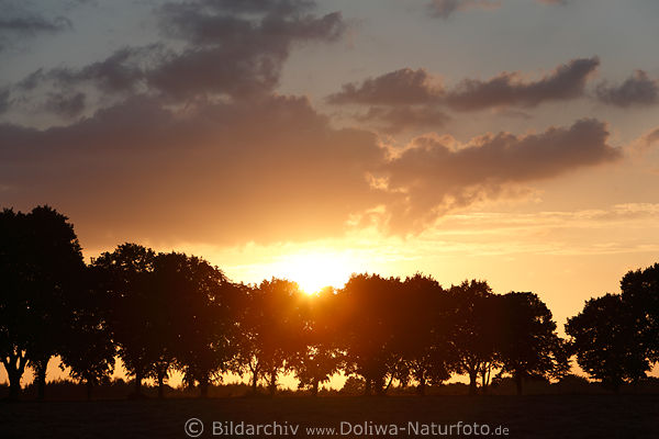 Sonne ber Baumreihe Naturbild Lichtstimmung am orange Himmel ber Bume Allee in Natur