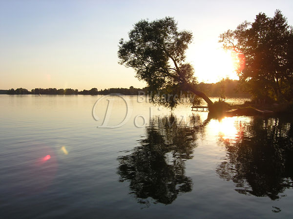 Sonne geneigter Baum in Wasser Seeufer Romantik Natur Spiegelung
