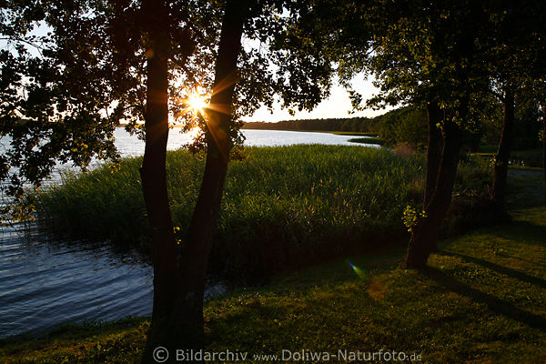 Sonnenstern Lichtstrahlen ber Bume Seeuferschilf am Wasser