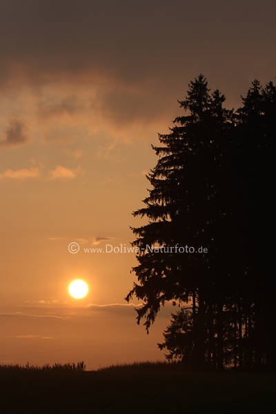 Sonnenkugel neben Baum Wolken Sonnenuntergang rot-gelb Abendstimmung