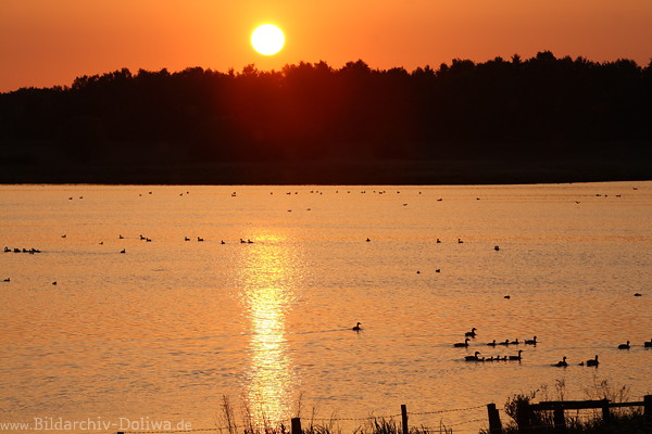 Sonne Vgel Wasserlandschaft orange Gegenlicht-Stimmung Naturfoto romantische Abendstille