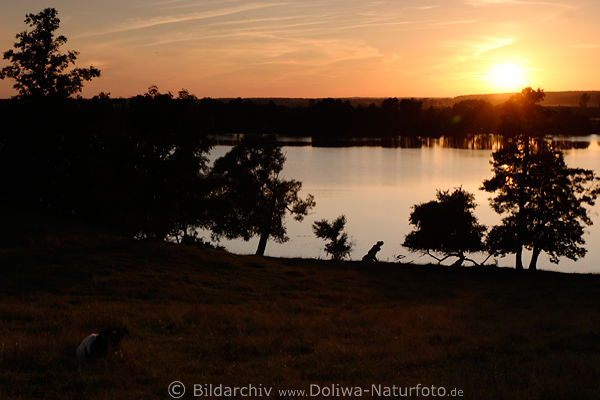 Sonnenuntergang ber See Kuhwiese Bume Ufer