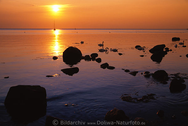 Sonne Meerstille Seetafel Steine Schwäne in Wasser Abendstimmung