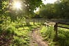 Frühlingspfad Gegenlicht Sonne um Zäune Wiesengrün Frischgras Romantik Naturbild