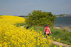 Ostsee Feldblte Gelbufer Frau Spaziergang am Wasser Meerksteweg