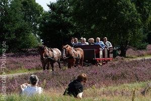 Ktschieren durch die Heide oder Natur im Gras bei Heideblte geniessen
