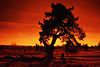 Rotstimmung um Kieferbaum Fotokunst Sonnenuntergang