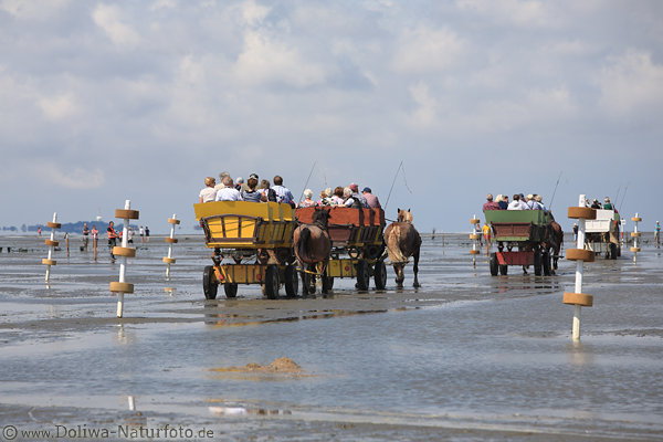 Wattkutschen Pferdetour zur Insel Neuwerk in Ferne 