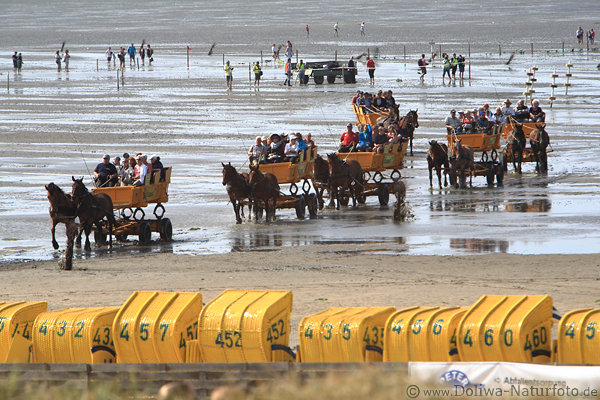 Wattkutschen Pferdewagen Kolonne in Wattenmeer Cuxhaven 