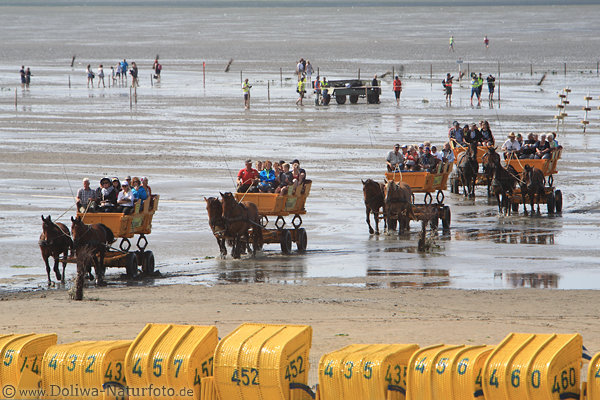 Kutschenkolonne im Watt Nordseestrand Cuxhaven - Insel Neuwerk Touristen