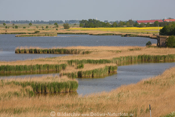 Flachland Wasser Schilfufer Seelandschaft Avifauna Vgel-Beobachtungshtte