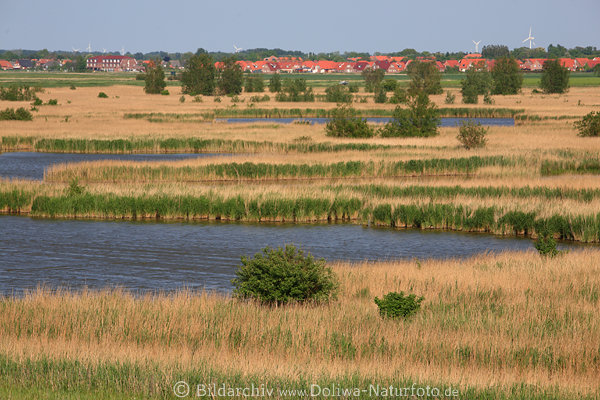 Flachland Gewsser Natur Seewasser Schilf Norddeutschland Tiefland rote Hausdcher