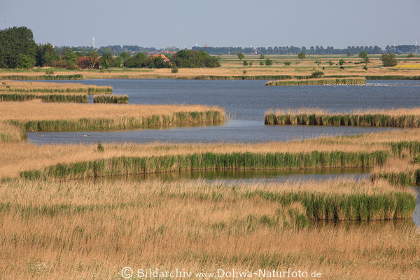 Flachlandsee Schilf Wasserlandschaft Natur Ostfriesland Tief kstennahe Binnengewsser